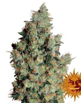 Tangerine Dream - Envíos 24/48 H