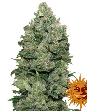 Top Dawg - Envíos Rápidos y Discretos