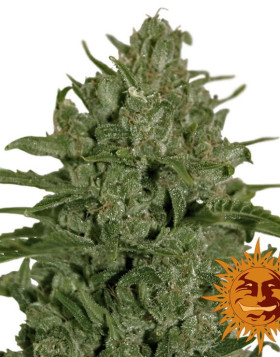 Triple Cheese - Regalo en Todos los Pedidos