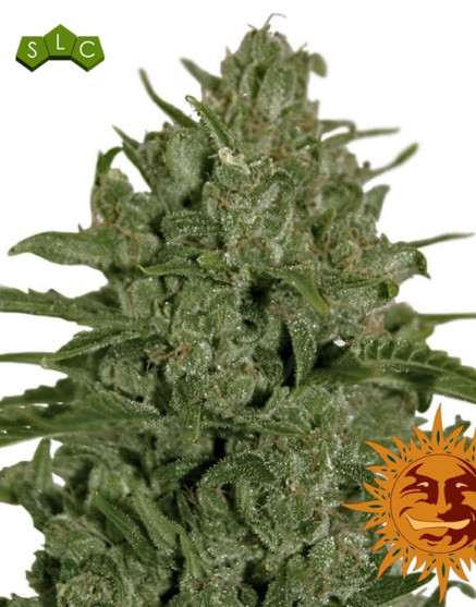 Triple Cheese - Regalo en Todos los Pedidos