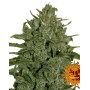 Triple Cheese - Regalo en Todos los Pedidos