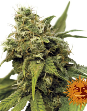 Utopia Haze - Info y Venta