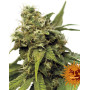 Utopia Haze - Info y Venta