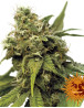 Utopia Haze - Info y Venta