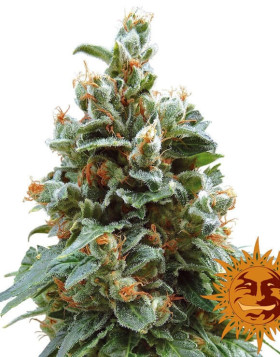 Vanilla Kush - Regalo en Todos los Pedidos