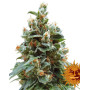 Vanilla Kush - Regalo en Todos los Pedidos