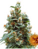 Vanilla Kush - Regalo en Todos los Pedidos
