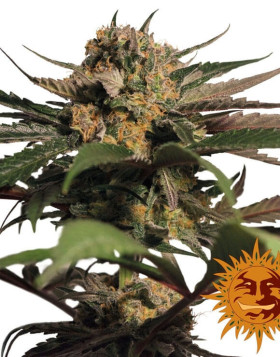 Violator Kush - Comprar Ahora