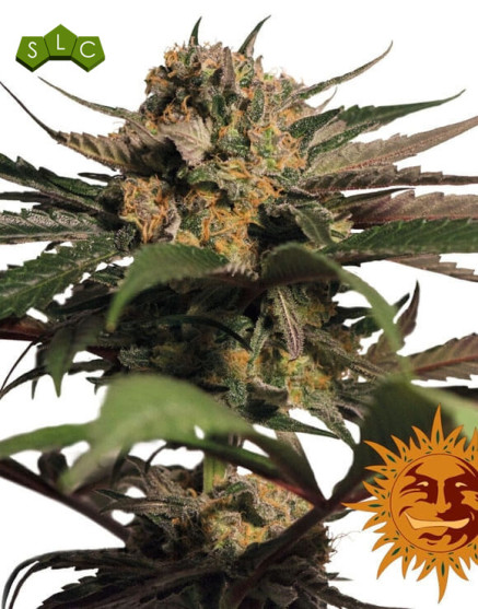 Violator Kush - Comprar Ahora