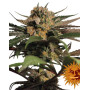 Violator Kush - Comprar Ahora