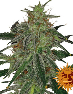 Semillas Blue Mammoth - OFERTA