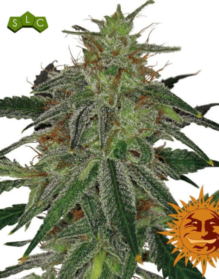 Semillas Blue Mammoth - OFERTA