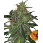 Semillas Blue Mammoth - OFERTA
