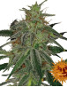 Semillas Blue Mammoth - OFERTA