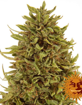 Semillas Pineapple Express - OFERTA AUTOFLORECIENTES