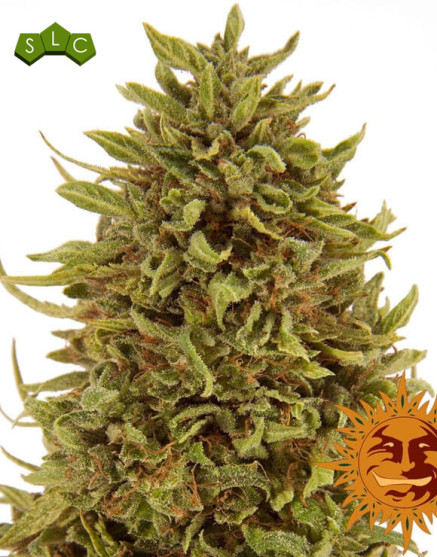 Semillas Pineapple Express - OFERTA AUTOFLORECIENTES