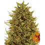 Semillas Pineapple Express - OFERTA AUTOFLORECIENTES