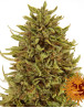 Semillas Pineapple Express - OFERTA AUTOFLORECIENTES