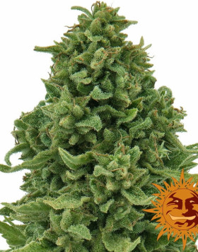Semillas Sweet Tooth - OFERTA