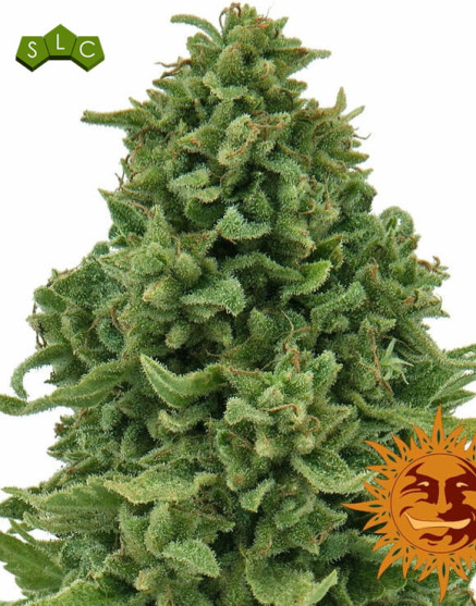 Semillas Sweet Tooth - OFERTA