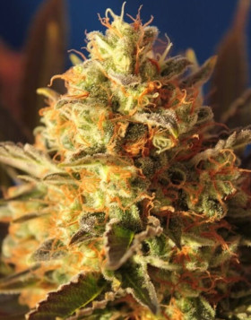 Bling Bling Haze Feminizada BCN Seeds