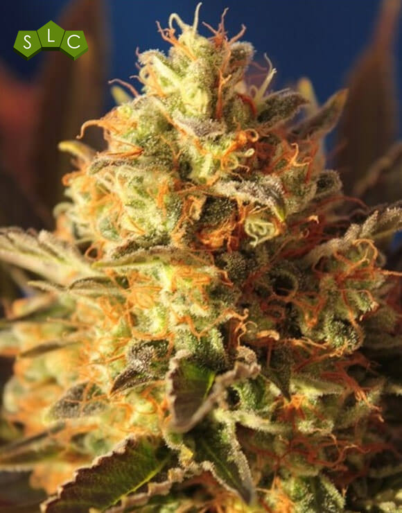 Bling Bling Haze Feminizada BCN Seeds