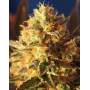 Bling Bling Haze Feminizada BCN Seeds