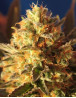 Bling Bling Haze Feminizada BCN Seeds