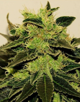 CBD White Feminizada BCN Seeds
