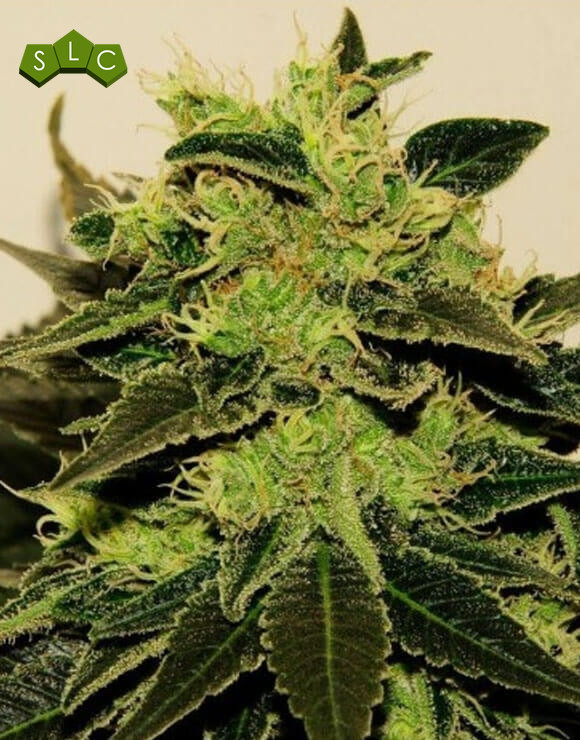 CBD White Feminizada BCN Seeds