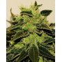 CBD White Feminizada BCN Seeds