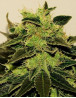 CBD White Feminizada BCN Seeds