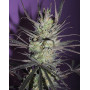 Fruity M. Mas Feminizada BCN Seeds