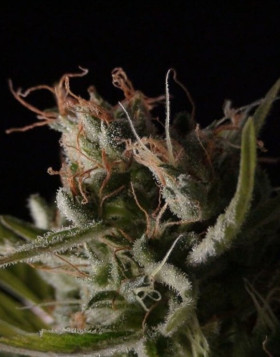 Sticky Wonder Feminizada BCN Seeds
