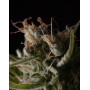 Sticky Wonder Feminizada BCN Seeds