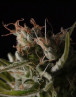 Sticky Wonder Feminizada BCN Seeds