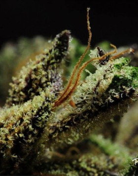Queen Kush Feminizada BCN Seeds