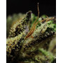 Queen Kush Feminizada BCN Seeds