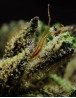 Queen Kush Feminizada BCN Seeds