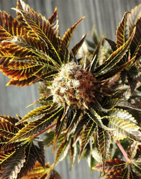 Wildly White Feminizada BCN Seeds
