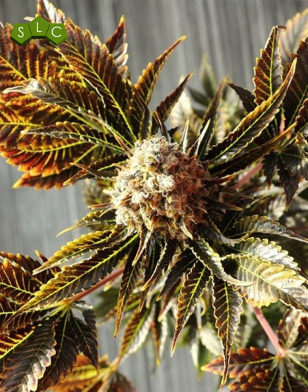 Wildly White Feminizada BCN Seeds