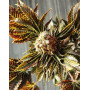 Wildly White Feminizada BCN Seeds