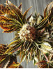 Wildly White Feminizada BCN Seeds