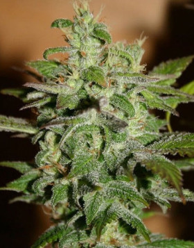 Automatic Kid Autofloreciente BCN Seeds