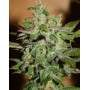 Automatic Kid Autofloreciente BCN Seeds