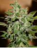 Automatic Kid Autofloreciente BCN Seeds