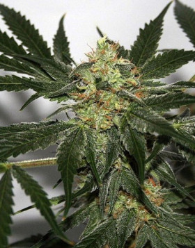 Little Boy Autofloreciente BCN Seeds