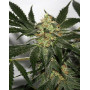 Little Boy Autofloreciente BCN Seeds