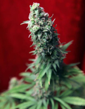 Blackdance Feminizada Reggae Seeds