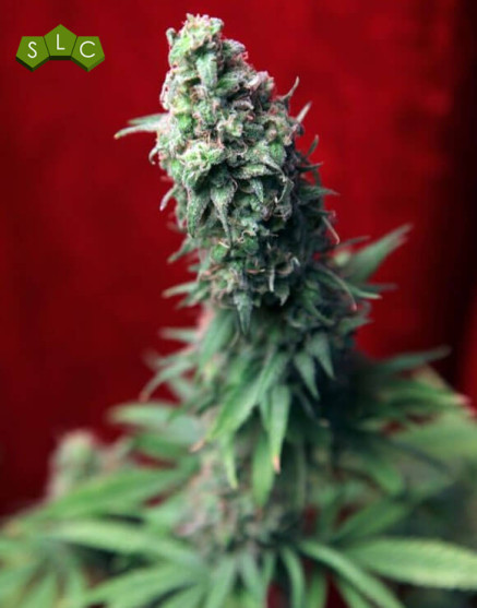 Blackdance Feminizada Reggae Seeds